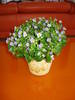 VIOLETA MEXICANA