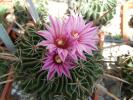 Echinofossulocactus lloydii