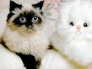 Poze Animale_ Pisici si Pisicute_ Cats Wallapaper_ Imagini cu feline_ Feline rasfatate