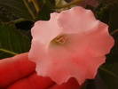 Picture 007