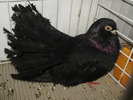 negru 2