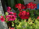 P1010347