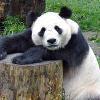 pandabear