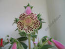 Kohleria HCY`s Jardin Monet 3