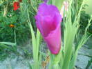 DSC00609