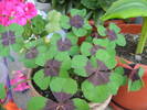 oxalis