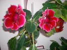 Flori-09