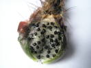 seminte de Echinocereus reichenbachii v. perbelus - 11.07