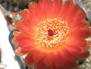 Notocactus venclusianus - floare