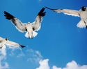 00969_aflockofseagulls_1280x1024