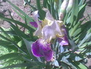 Imag006