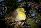 hite-belliedGreenPigeon_4Jan_LeeJeongGwan_Cheonripobeach