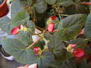 Picture 009