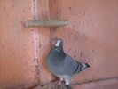 Picture 427
