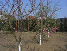 2009_04120069