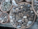 DSC00621