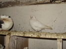 P8292262
