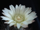 DSC00568