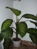 dieffenbachia 1