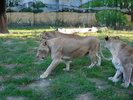 Picture 010