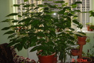 Hibiscus rosu