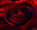 d743319b_0050000892443_00_600