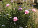 Picture 039