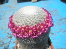 Mammillaria supertexta - flori