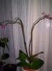Orhidee - tije 27 noi 2007 (1