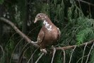 pigeons-karel meulemans-arendonk-BELGIA