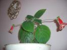 Kohleria