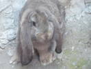 poze iepuri 2504 058