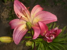 DSCI0875