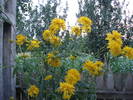 DSC09504