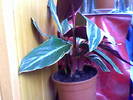 Calathea