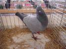Modeneser-(7)