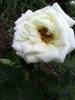 Rose White Gold