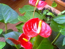 anthurium rosu