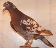 pigeons-karel meulemans-arendonk-BELGIA
