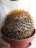 Mammillaria nivosa