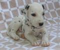 pic130636_caine_Dalmatian