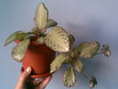 episcia