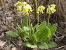 Sulfina (Melilothus officinalis, M. alba),