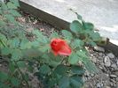 DSC09736