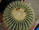 Echinocactus grusonii
