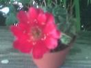 Cactus floare rosie lateral