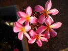 Plumeria_pink