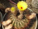 Notocactus tabularis