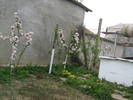 meri pitici