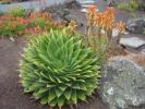 aloe_polyphylla_6